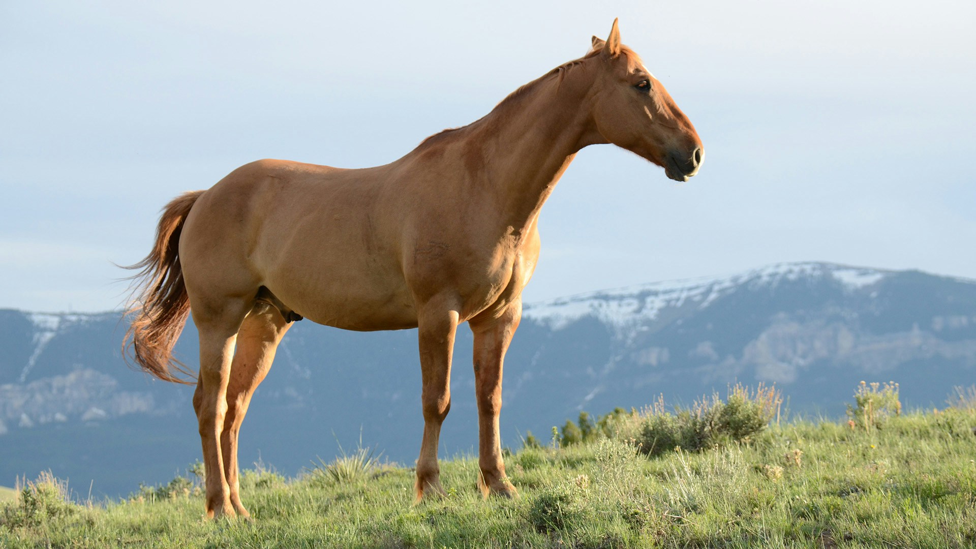 Cabalgata